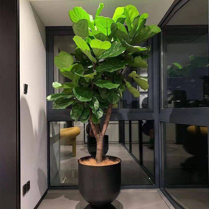 La sala de estar interior a gran escala de plantas verdes en maceta de árboles de oro en la antigua pila de árboles de