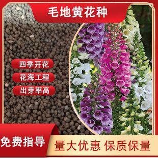 �������L���N��ë���S���@����S�N���҃��̨�ļ��׷Nָ픻�����