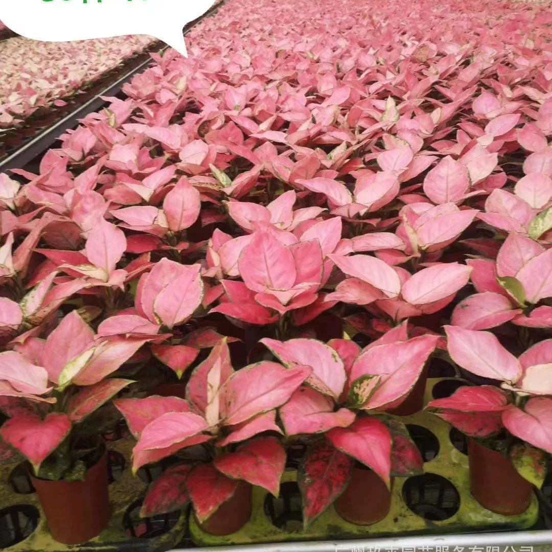 Джили Красный Руи Королева Комнатное Цветочное Растение Большой Красный Подарок Джили Красный Бонсай