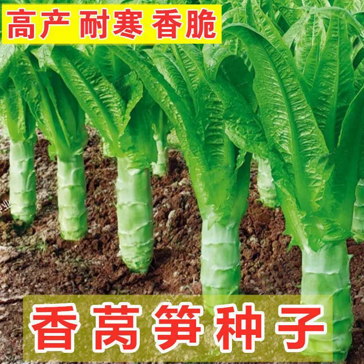 Высокоурожайные морозостойкие Семена Салата овощи Семена Four Seasons осень и зима Высокая температура зеленая кожура зеленая мякоть заостренные листья ферма побеги бамбука красная кожура