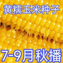 ���·N���С��S����ճŴ������������SŴ���׷N���߲˷N���ļ�Z