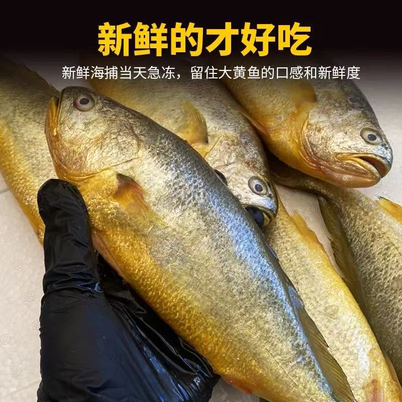 大黄鱼新鲜黄花鱼深海冷冻大黄鱼生鲜海鲜水产冷冻海鲜商用批发