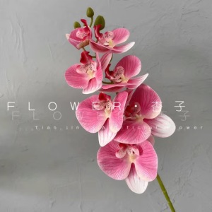 Phalaenopsis 3D rosa oscuro