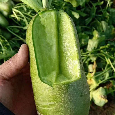 Wholesale Savoy Fruit Radish Seeds Summer Four Seasons Vegetable Seeds