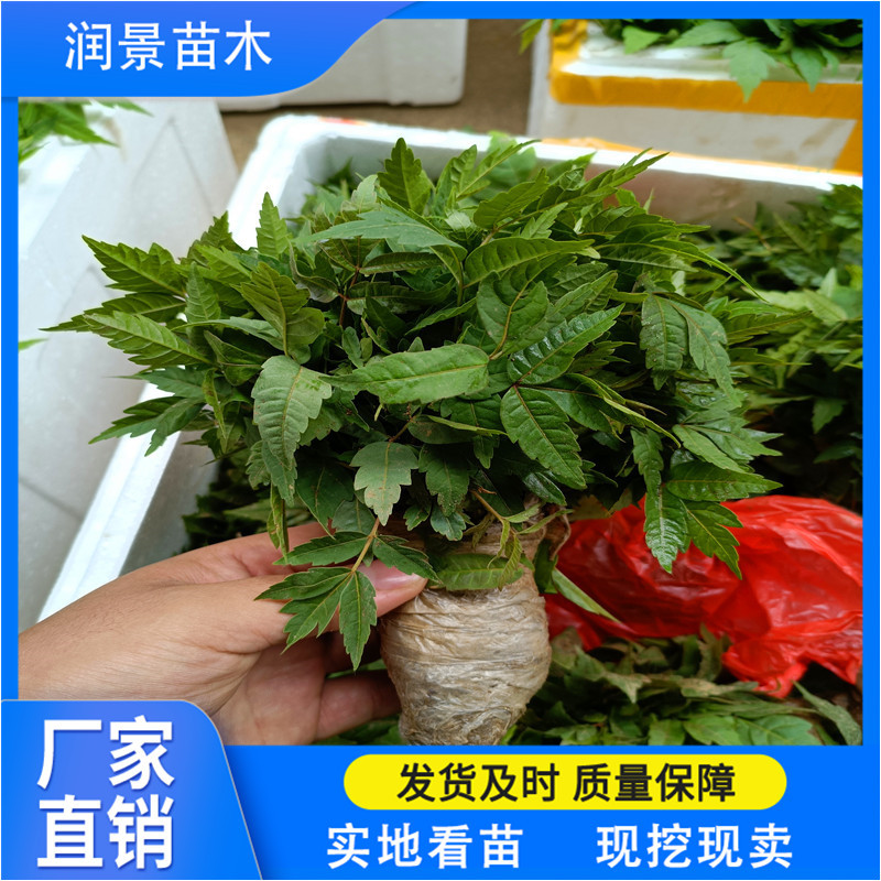 润景农业 红油香椿种子多少钱一斤 颗粒饱满 香椿芽苗批发价格