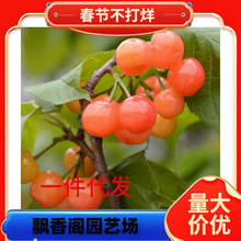 早熟樱桃 齐早樱桃苗 大樱桃树苗 嫁接樱桃苗 车厘子树苗南北方种