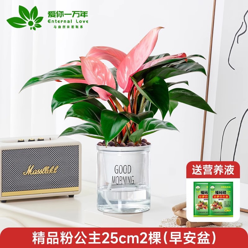 [인터넷 연예인 핫모델] 프리미엄 핑크공주 25cm 2그루(굿모닝 화분) + 무료 영양액