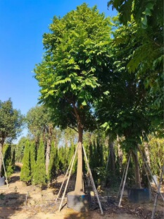 绿化苗木人面子树苗仁面子苗南方庭院移植苗耐寒树苗植物风景树苗-阿里巴巴