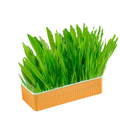 Cross-border pet cat grass planting box soilless cultivation cat grass set cat snack hydroponic grass planting pet supplies