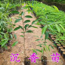 沉香苗树沉香树苗沉香木药材名贵海南珍贵沉香苗沉香树苗奇楠苗