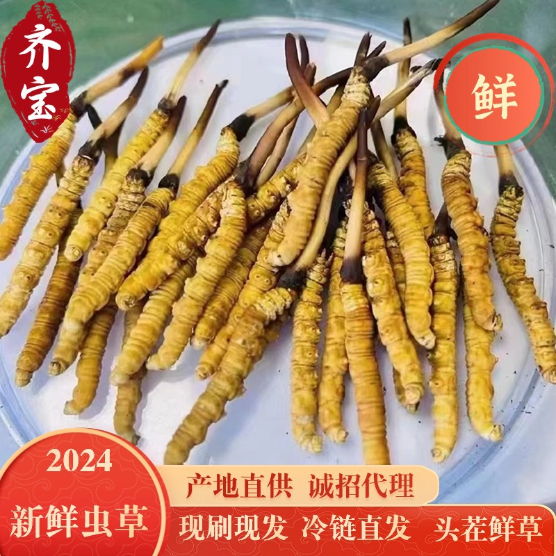 2024新鲜冬虫夏草 头茬鲜虫草 西藏那曲虫草批发无断草产地直发