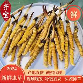 2024新鲜冬虫夏草 头茬鲜虫草 西藏那曲虫草批发无断草产地直发