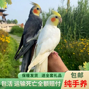 ���P�W�^���B������w�WԒ�fԒ�����B�S�����P�����W�^һ���ɷ�ֳ