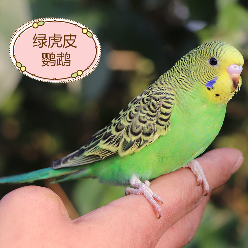 녹색 호랑이 가죽(Bao Xue Talking)이 시작 방법을 가르쳐 줄 수 있습니다.