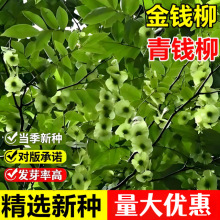 金钱柳种子中药材野生青钱柳种籽泡茶药用四季种易活摇钱树铜钱树