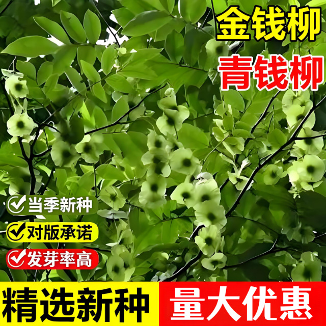 金钱柳种子中药材野生青钱柳种籽泡茶药用四季种易活摇钱树铜钱树