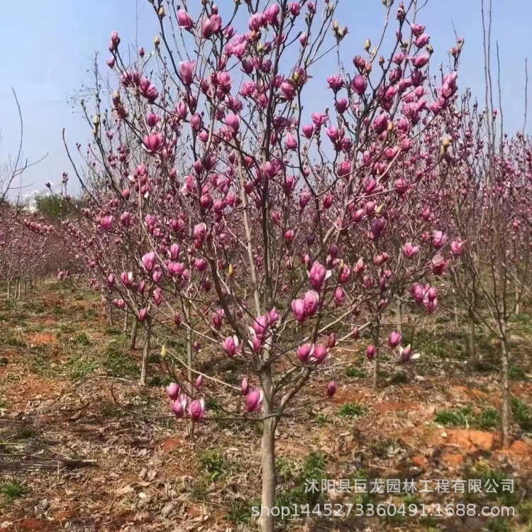 山东基地批发白玉兰 绿化苗木批发 红白玉兰嫁接苗批发 紫玉兰