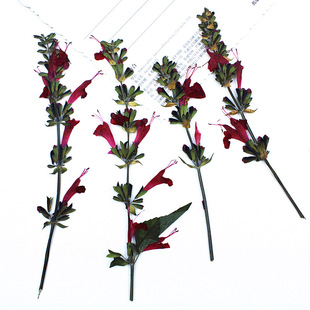 red sage flower dried flower embossing wholesale diy material package real flower plant specimen photo frame leaf specimen sticker