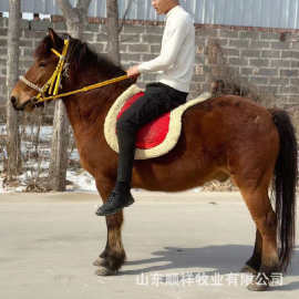 活马养殖 俱乐部教学小矮马多高的好 哪里女士骑乘马 真马出售