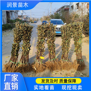 �����r�I �t��ʿ�O�� ����Ʒ�N ������� һ�����O���������l