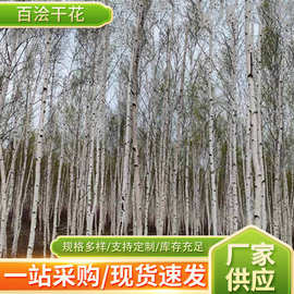 白桦树杆酒店壁炉原木桦树枝园林景观桦木杆橱窗软装装修原料实木