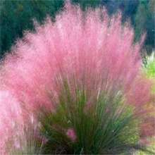 ����y�ӲݷN��ëâ�y�Ӳݶ������^�p���ܷN�����ļ���ͥԺ�W�t��