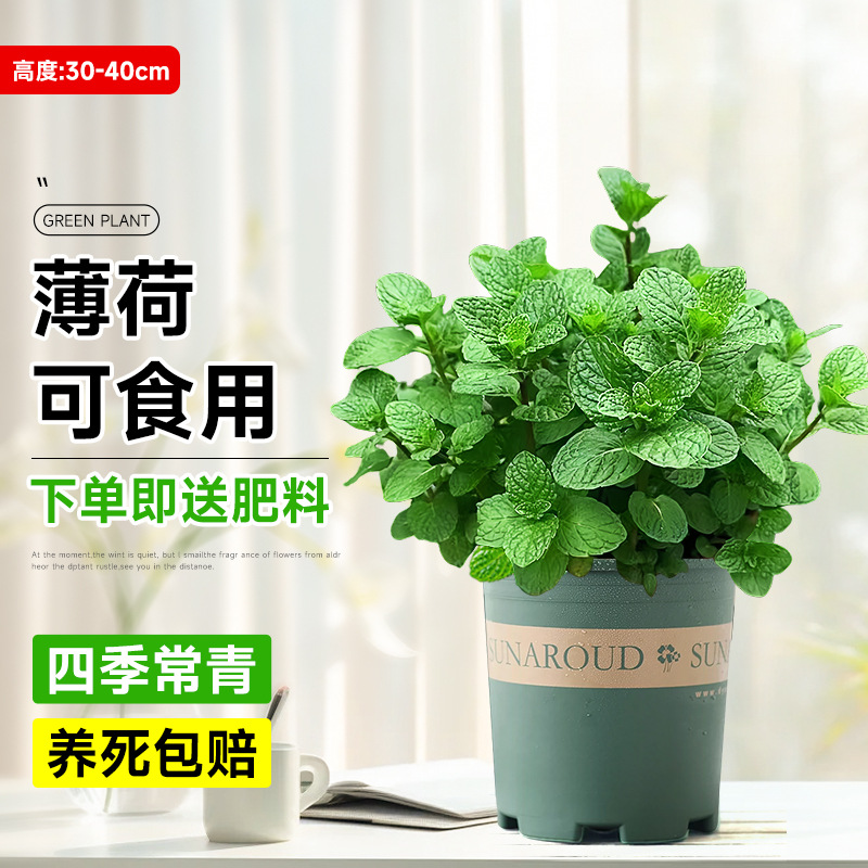 2盆/食品級大冠薄荷【加侖盆】