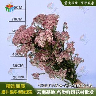 ���rС�׻��r��ˮ�B�廨�����׻���ɫ��ɫС�����Ŀ����ɻ������L