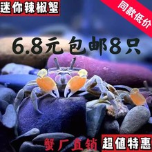 蟹观赏蟹小螃蟹活体深水淡水蟹蟹草缸宠物除藻养殖可鱼缸辣椒迷你