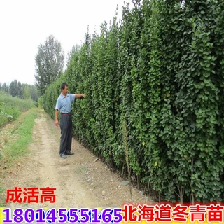 批发围墙篱笆小苗大叶北海道黄杨苗冬青树苗常青绿树苗南北方种植
