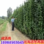 北海种植大叶篱笆黄杨苗