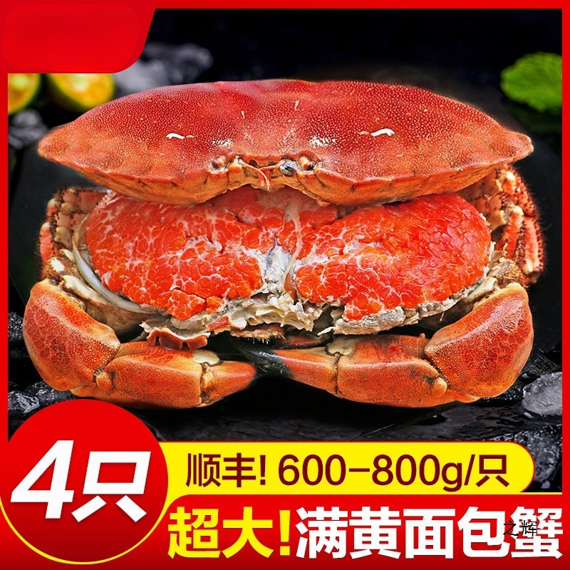 面包蟹母帝王蟹熟冻大螃蟹海蟹新鲜海鲜水产蟹珍宝蟹