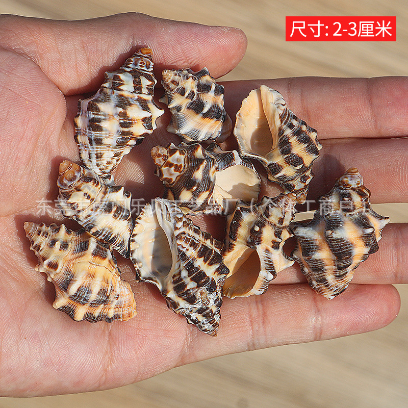 Concha Daquan natural con cera de pescado, materiales decorativos mediterráneos DIY al por mayor