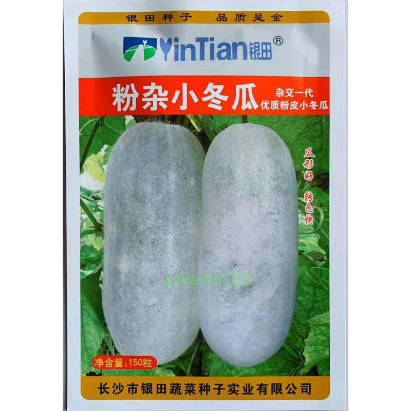 小冬瓜种籽粉杂小冬瓜银田白皮蔬菜良种高产大田种植|ms