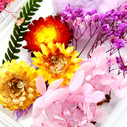 Floating flowers, dried flowers, immortal flowers, DIY glue filled flowers, mini embossed materials, plant specimens, dried flowers wholesale