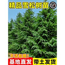 ѩɘɘϱɷN@ͥԺBͺļGֲ