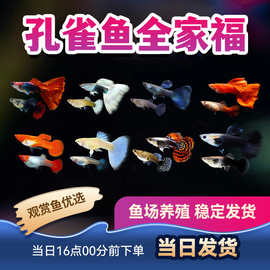 观赏鱼孔雀鱼大耳巴西红全红象牙白天空蓝凤尾鱼热带鱼小型鱼包活