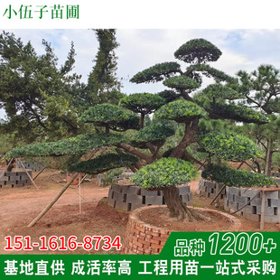 �����_�h�ɻ���ֱ�� ��Ʒ�@�־G����ľ10��30���ֳ��G��ľֱ�N