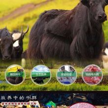 雲南香格里拉氂牛肉干500g克麗江內蒙古風干手撕耗牛肉干巴特產