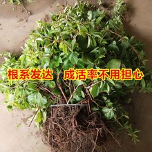 爬山虎苗爬藤植物三叶爬山虎老桩苗盆栽户外绿化五叶爬墙虎苗攀援