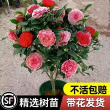 茶花盆栽四季香妃庭院绿植阳台养活室内客厅山茶花树苗开花好室外