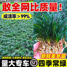 日本矮麦冬草苗耐寒别墅庭院园林绿化草坪植物带土麦冬草苗玉龙草