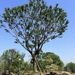 2505 Seedling Base Long-Term Supply of Full-Crown朴树 40-80cm High-Quality Large Tree Main Landscape Special Tree Type