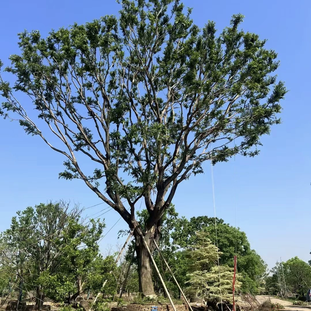 2505 основа для рассады, долгосрочная поставка полнокоронного дерева высотой 40-80 см, высококачественное большое дерево, основной ландшафт, специальный тип дерева