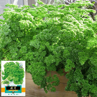 �W�۷���С���۷N�Ӳ���������۽��ό��ļ������߲˷����߲˷N��