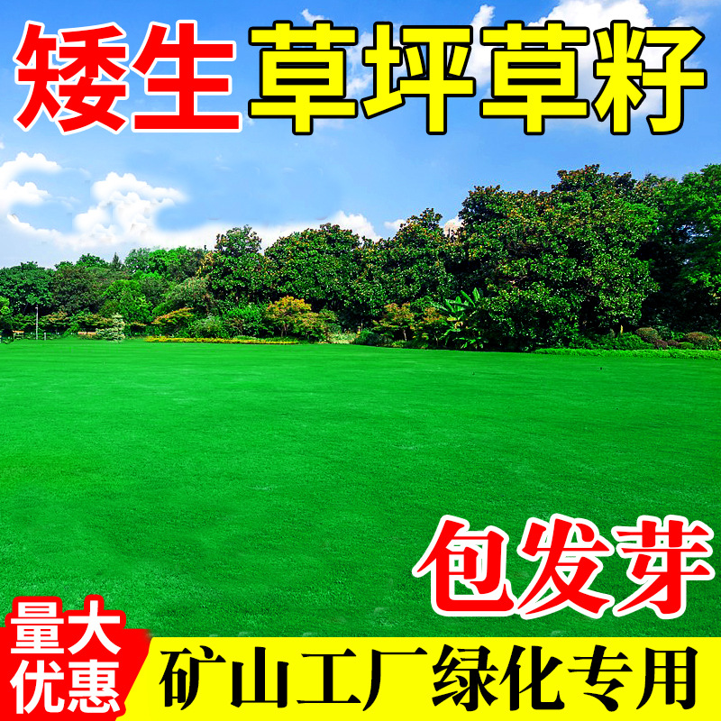 草坪草籽四季常青护坡固土狗牙根马尼拉庭院地毯草绿化黑麦草种子