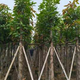 移植袋芒果树行道树 常用绿化树工程绿化芒果树及各种行道树10-15