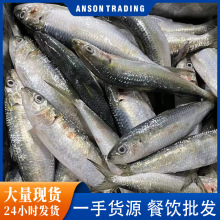沙丁鱼批发冷冻沙丁鱼深海沙尖沙钻鱼家用烧烤食材20斤商用