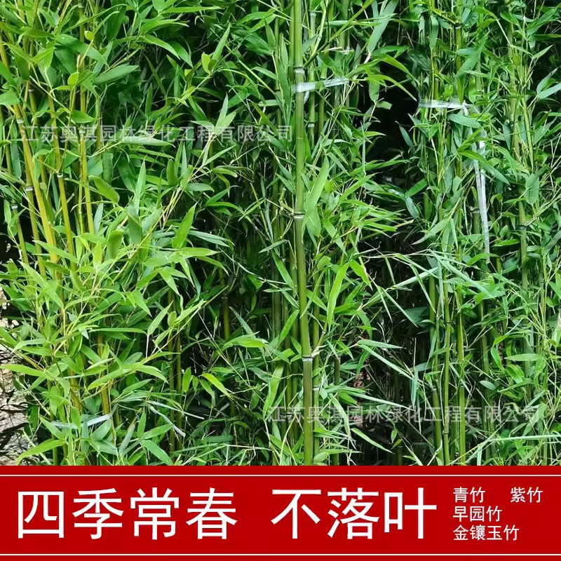 供应青竹，淡竹，早园竹，刚竹，金镶玉竹等竹子|ru