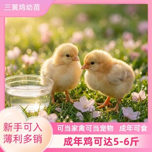 ���S�u����#�ɮ�����ɮ�����#�����ʳ��#�����Rȫ���x����